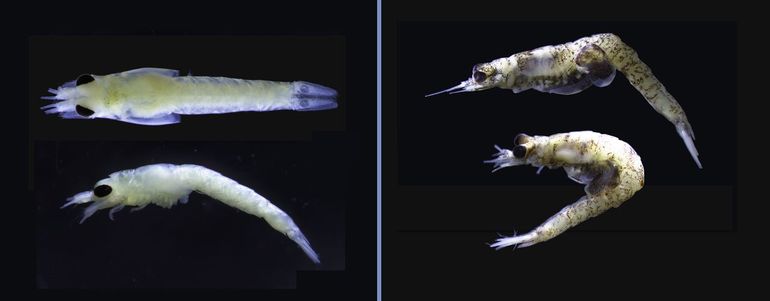 Twee nieuwe – exotische – aasgarnalen in het Noordzeekanaal. Links: de Delta-aasgarnaal (Deltamysis holmquistae). Rechts: de Lagune-aasgarnaal (Diamysis lagunaris).  In beide gevallen foto's van geconserveerd, dood materiaal