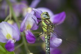 Brachytron pratense. Glassnijder