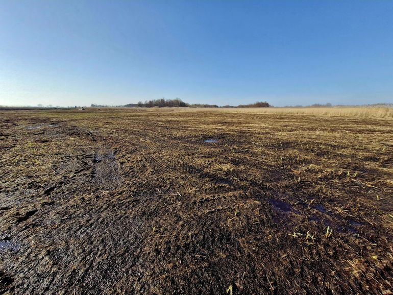 Het riet in Zouweboezem is gefreesd
