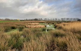 Jeroen van Leijsen Het moerasgedeelte Weimeren - eenmalig gebruik