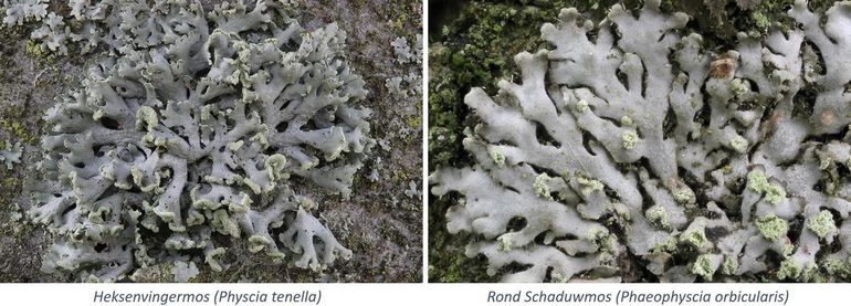 Links: heksenvingermos heeft ook lipsoralen maar vormt andere rhizinen en heeft een andere groeiwijze van de lobben. Rechts: rond schaduwmos kan op zonneklepjesmos lijken maar vormt geen echte lipsoralen en heeft veel korte rhizinen