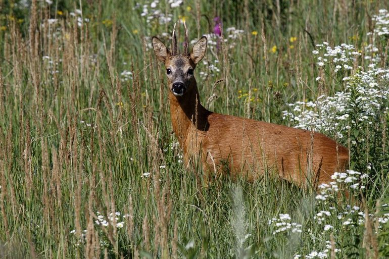 Bij een snelheid tot 60 kilometer per uur kan een ree de snelheid van je auto nog redelijk inschatten en kan een ongeluk worden vermeden