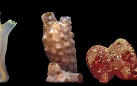 PICTAN Drie Zakpijpen uit onze wateren. v.l.n.r: Doorschijnende zakpijp (Ciona intestinalis - inheems); Knotszakpijp Styela clava (exoot); Zeebes (Dendrodoa grossularia)