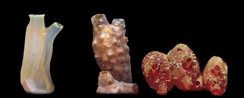 Drie Zakpijpen uit onze wateren. v.l.n.r: Doorschijnende zakpijp (Ciona intestinalis - inheems); Knotszakpijp Styela clava (exoot); Zeebes (Dendrodoa grossularia)