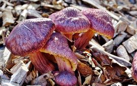 Tjerk Busstra Vlamhoed Gymnopilus dipelis
