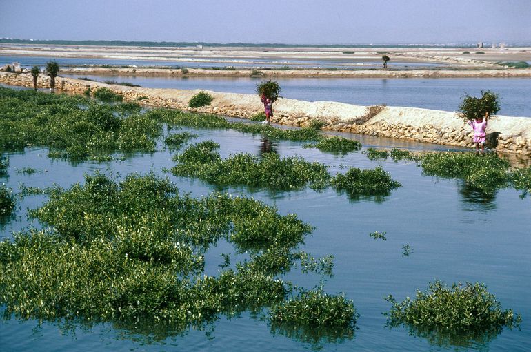 Mangrovebos als golfbreker