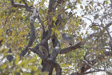 Hetzelfde mannetje grauwe kiekendief schuilt in Senegal voor de hitte