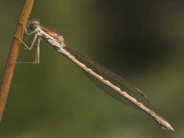 De bruine winterjuffer overwintert als volwassen juffer en is dus al vroeg te zien