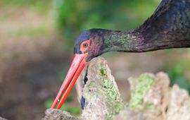 Karsten Reiniers, ARK Natuurontwikkeling Zwarte ooievaar EENMALIG GEBRUIK