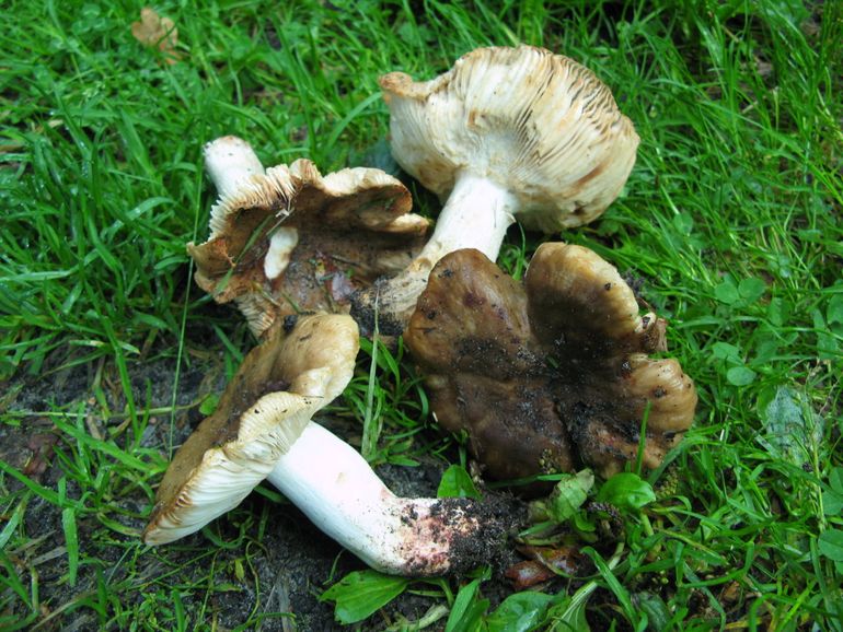 Russula praetervisa, gefotografeerd op de vindplaats