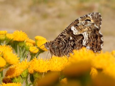 Nog een zandoogje, de heivlinder, kom je alleen tegen op heiden en in de duinen