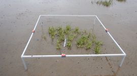 Een vestigende slijkgras plant midden in een meetframe. De plant heeft verschillende clusters met een aantal scheuten.