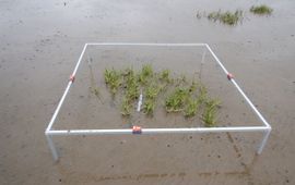 Een vestigende slijkgras plant midden in een meetframe. De plant heeft verschillende clusters met een aantal scheuten. Een vestigende slijkgras plant midden in een meetframe. De plant heeft verschillende clusters met een aantal scheuten.
