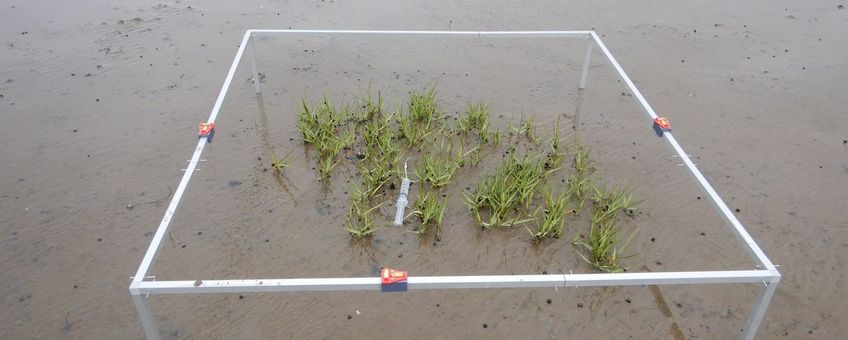 Een vestigende slijkgras plant midden in een meetframe. De plant heeft verschillende clusters met een aantal scheuten.