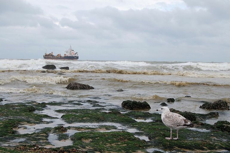 Een willekeurige foto van de kust in Oostende illustreert mooi hoe de leefomgeving de interpretatie van een gedicht kan beïnvloeden. Is het de zee die tot de vogel spreekt of andersom? 