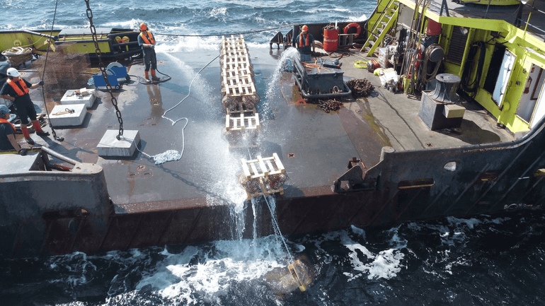 Het uitzetten van oesters maakt deel uit van het driejarige plan van ARK en Ørsted. De organisaties vonden elkaar in de ambitie voor meer en meer diverse natuur in de Noordzee