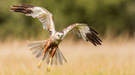 Bruine Kiekendief - Circus aeruginosus