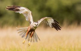Bruine Kiekendief - Circus aeruginosus