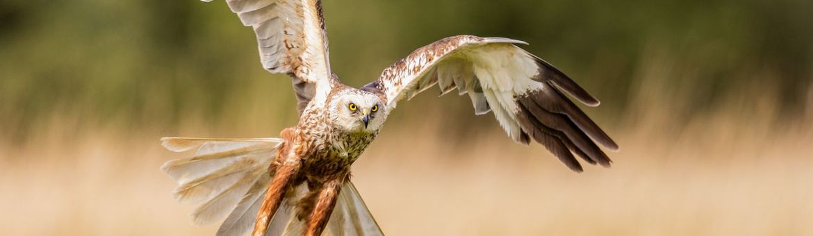 Bruine Kiekendief - Circus aeruginosus
