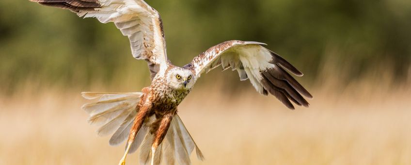 Bruine Kiekendief - Circus aeruginosus