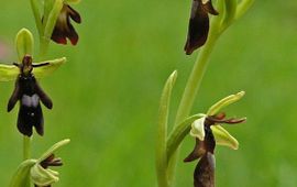 Saxifraga - Hans Dekker vliegenorchis - primair