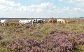 Begrazing Dwingeloo - primair