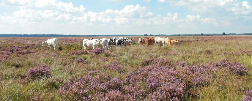 Begrazing Dwingeloo - primair