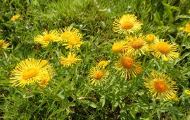 Engelse alant, Inula britannica