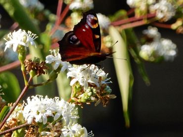 Op een zevenzonenboom in de voortuin van De Vlinderstichting zaten ook 12 dagpauwogen