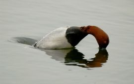 Aythya ferina, Tafeleend