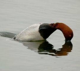 Aythya ferina, Tafeleend