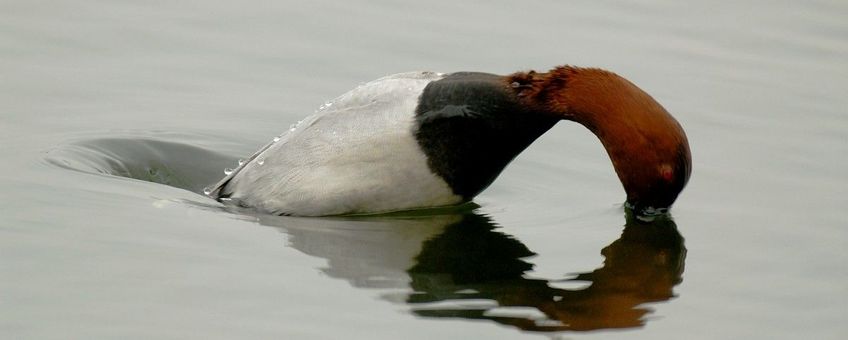 Aythya ferina, Tafeleend