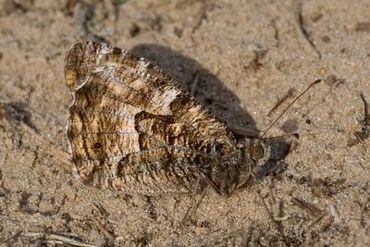 Heivlinders zonnen graag op plekken met kaal zand