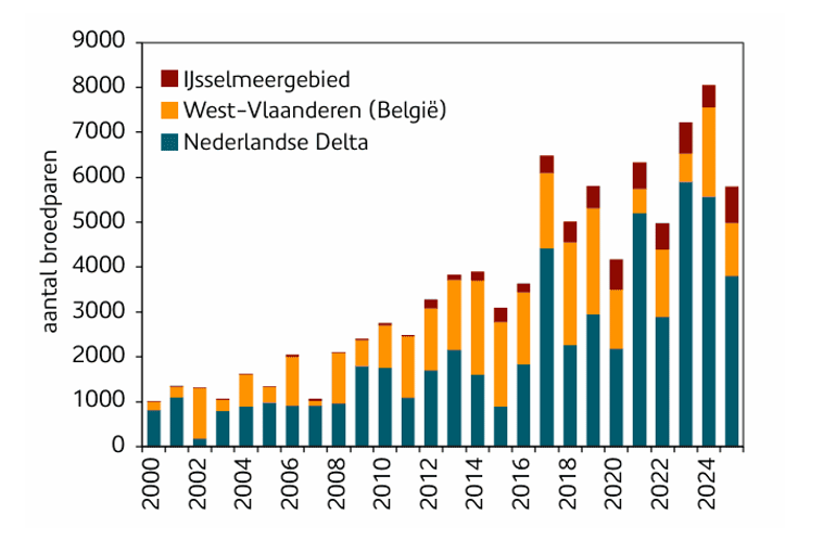 Figuur 2. Aantalsontwikkeling van zwartkopmeeuwen per broedregio. De kolonies in de Nederlandse Delta en het Belgische West-Vlaanderen, met  daarin het havengebied van Antwerpen, vormen &eacute;&eacute;n populatie. Bronnen: Deltamilieu Projecten (DMP), Instituut voor Natuur- en Bosonderzoek (INBO) en Meetnet Broedvogels.
