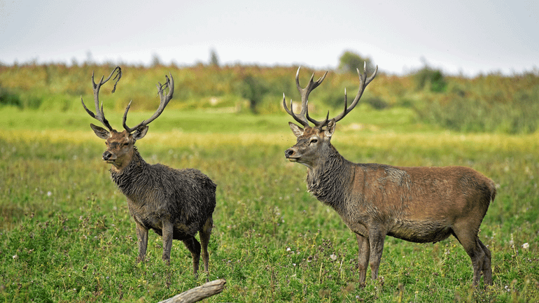Edelherten en andere grazers, zoals runderen en paarden, houden de graslanden open en gevarieerd