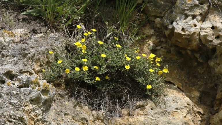 Het geel zonneroosje groeit goed op rotsachtige bodems