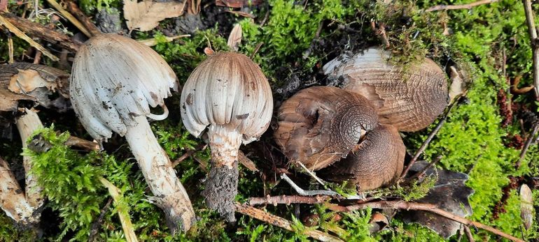 Bruine kale inktzwam (Coprinopsis romagnesiana)