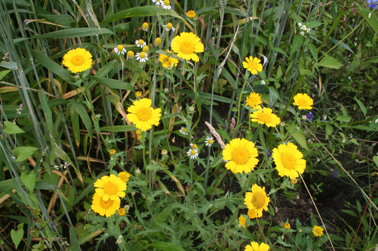 Gele ganzenbloem op de Loenense Enk