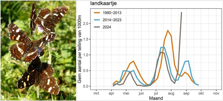 De voorlopige gegevens uit het meetnet vlinders voor 2024, vergeleken met voorgaande perioden