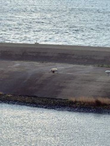Zeehondpup op de pier van Texel
