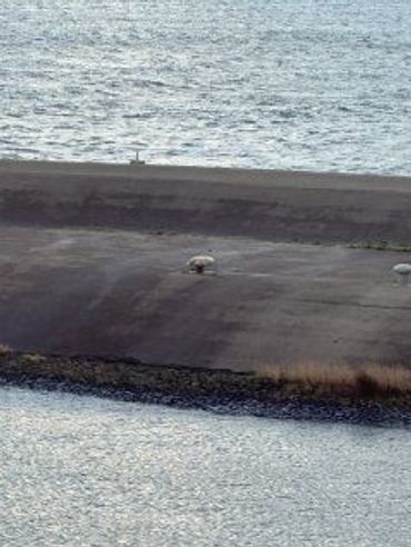 Zeehondpup op de pier van Texel