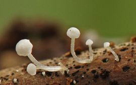 Hemimycena ? Hemimycena ?