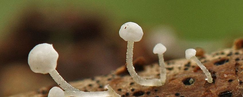 Hemimycena ?