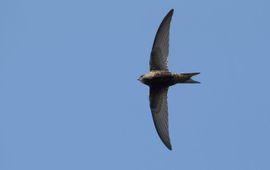Een Gierzwaluw toont zijn meest karakteristieke vorm: de vliegende sikkel.