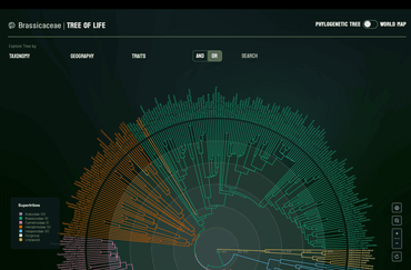 De nieuwe online Brassicaceae Tree of Life-app is voor iedereen gratis toegankelijk