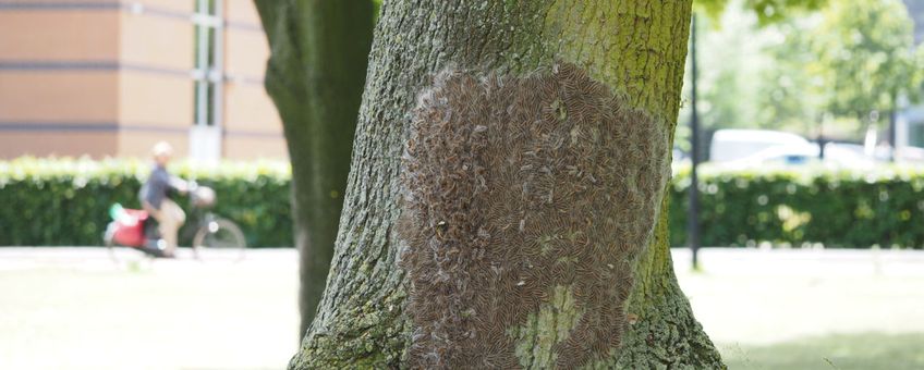 Eikenprocessierups met fietser