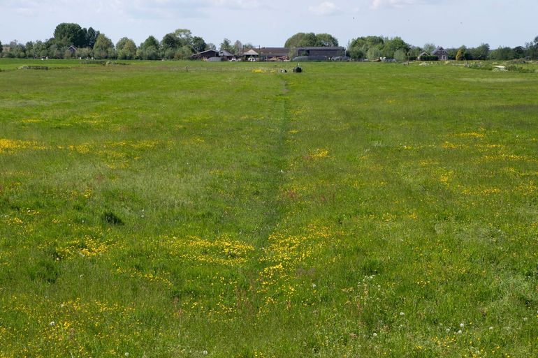 Kruidenrijk grasland