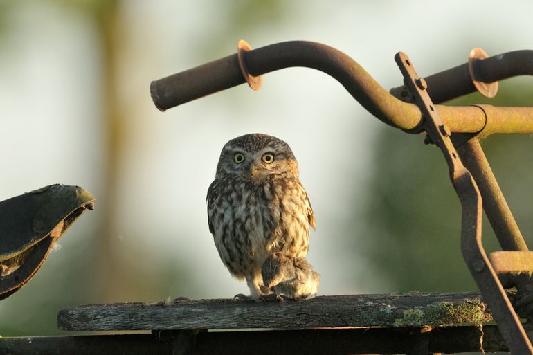 Steenuilen schakelen moeiteloos over van meikevers op muizen