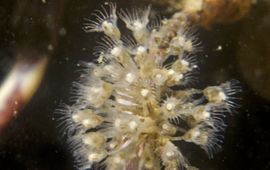 Kelkwormen op antennes van Noordzeekrab, Grevelingenmeer, 2012
