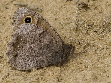 Kleine heivlinder is na de hete, droge zomer van 2003 enorm achteruitgegaan